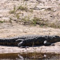 crocodylus-niloticus-botswana-7EF90136-53C2-4837-A724-C88160D79C31.jpg