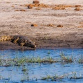 crocodylus-niloticus-botswana-D0837922-FCB1-408B-AA0B-D2627992C11B.jpg