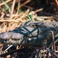 crocodylus-niloticus-namibia-F653BBBF-73C7-468E-88B4-D4094536ED1C.jpg