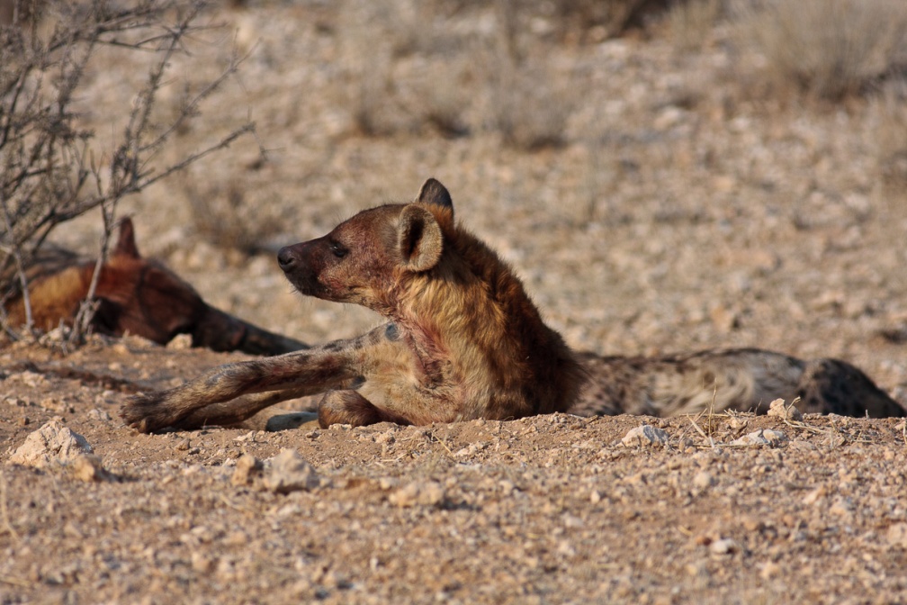 crocuta-crocuta-botswana-A05A5B55-D7AE-418C-8302-5FB37A251533.jpg