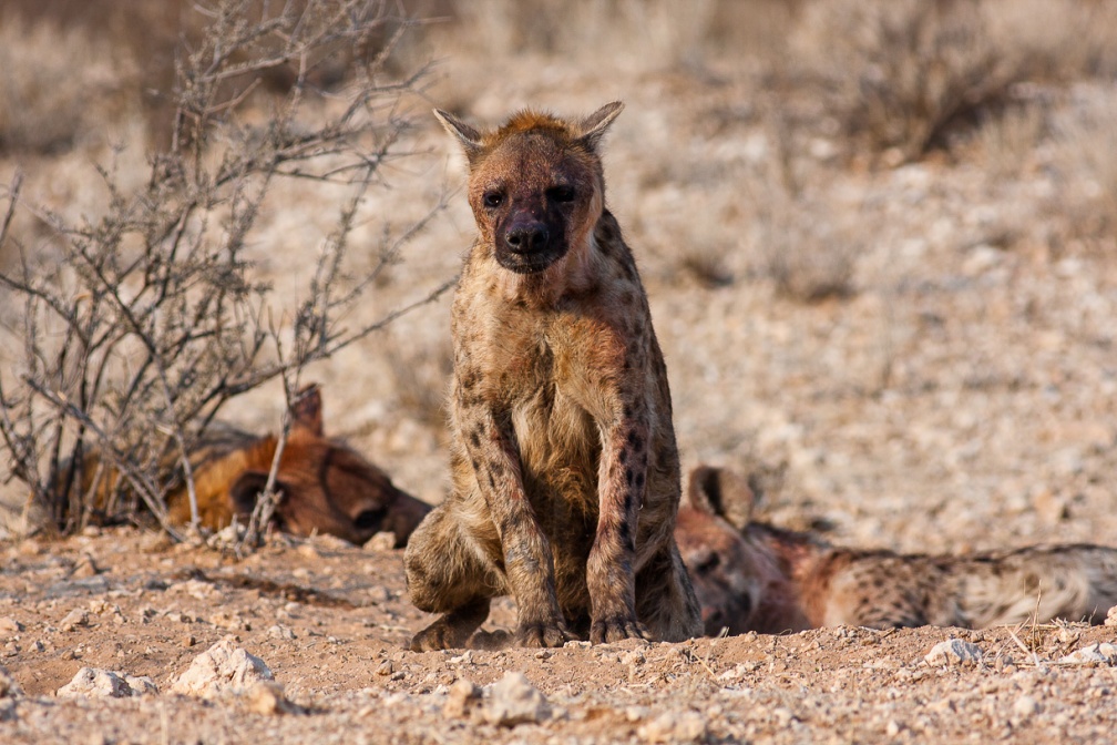 crocuta-crocuta-botswana-E3AB25D8-2D5F-4C4B-93D7-26FF1B5A2E8E.jpg