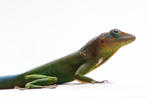 Ctenonotus marmoratus (Anolis marbré)