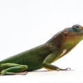 ctenonotus-marmoratus-guadeloupe-B8A6713A-1303-4626-8CB4-91C08AFDE321.jpg