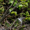 cuculus-canorus-switzerland-E4C47992-274F-431D-A5AA-6A47FA5AF0B9.jpg