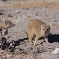 cynictis-penicillata-namibia-F1BC3E5C-BCBF-422A-9595-C6C48233B2FE.jpg