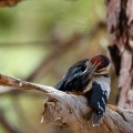 dendrocopos-major-canaries-tenerife-7805EA4B-3A85-4D27-8FEC-45C30CC7695B.jpg
