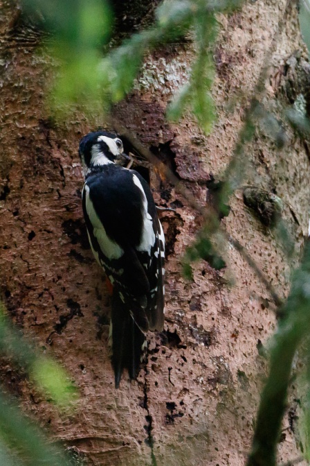 dendrocopos-major-switzerland-50913EB9-FC9A-4464-823E-0B34D2744C35.jpg