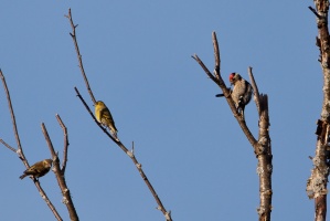 Dendrocopos minor (Pic épeichette), Spinus spinus (Tarin des au