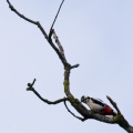 dendrocops-major-switzerland-00DCA651-F5EB-472D-80A1-8D48D0EC6D31.jpg