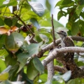 dendropicos-fuscescens-gabon-061481E7-7170-43B3-99EC-9417DB2C5488.jpg