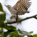 dendropicos-fuscescens-gabon-C4CCDECA-B364-45D8-A3E9-697A0CECEF2F.jpg