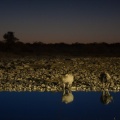diceros-bicornis-namibia-52AF56F1-0B14-4496-B922-21F783C73BFA.jpg