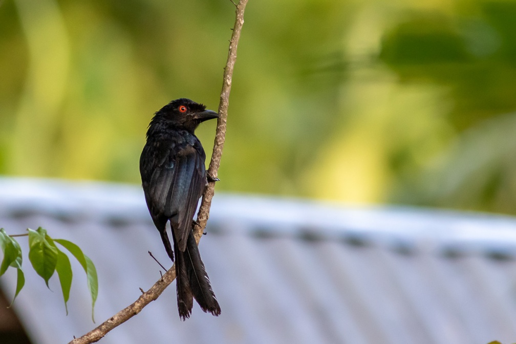 dicrurus-paradiseus-indonesia-39E74389-A5EA-4144-8E7B-0E40BE72F834.jpg