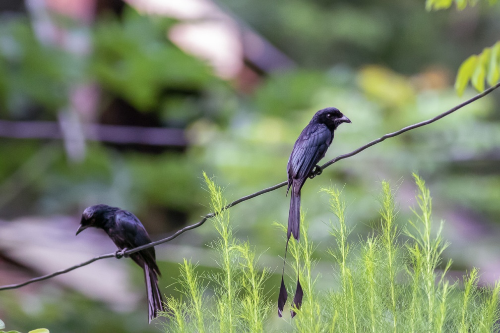 dicrurus-paradiseus-indonesia-8EE15057-484A-4053-B497-C5BC58DAEDF6.jpg