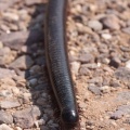 diplopod-sp-botswana-1083A93B-0FCA-4B63-ABDC-F484F60F918D.jpg