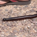 diplopod-sp-botswana-AAE39C9B-DC2C-43CB-828B-71E8A9158F55.jpg