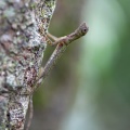 draco-sumatranus-indonesia-FA37AB42-7D56-4040-8283-46A13F577320.jpg