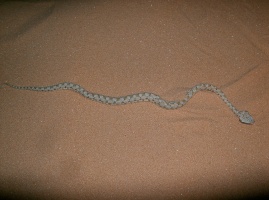 Echis carinatus (Échide carénée)