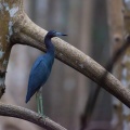egretta-caerulea-guadeloupe-66DC95AB-92A2-4D54-9C36-CBA1A997509E.jpg