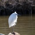 egretta-garzetta-france-BEDFC985-F8C6-4609-BB19-5AE5210608D2.jpg