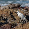 egretta-garzetta-south-africa-11A3BF8D-3996-43EE-B094-12B808301FEC.jpg