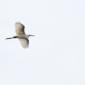 egretta-gularis-gabon-0B0E3F6C-5AE3-4637-BD74-665DEED72C06.jpg