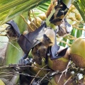 eidolon-helvum-gabon-0CDAF89D-EF44-4B73-B6DC-D6118E4C4C1F.jpg
