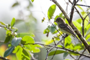 Elaenia martinica (Elenie siffleuse)