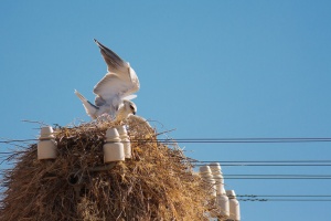 Elanus caeruleus (Elanion blanc)