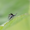 elateridae-sp-indet-switzerland-558E99FC-B09B-4C5E-A477-9C37557895AB.jpg