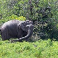 elephas-maximus-sri-lanka-7A12CB98-78A7-44F0-B0AA-A00EF844E054.jpg