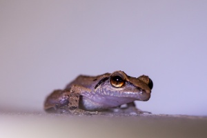 Eleutherodactylus martinicensis (L'Hylode de la Martinique)