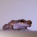 eleutherodactylus-martinicensis-guadeloupe-1C7C3405-6B9D-4978-BF06-1A8BD9EB0763.jpg