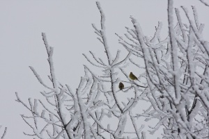 Emberiza citrinella (Bruant jaune)
