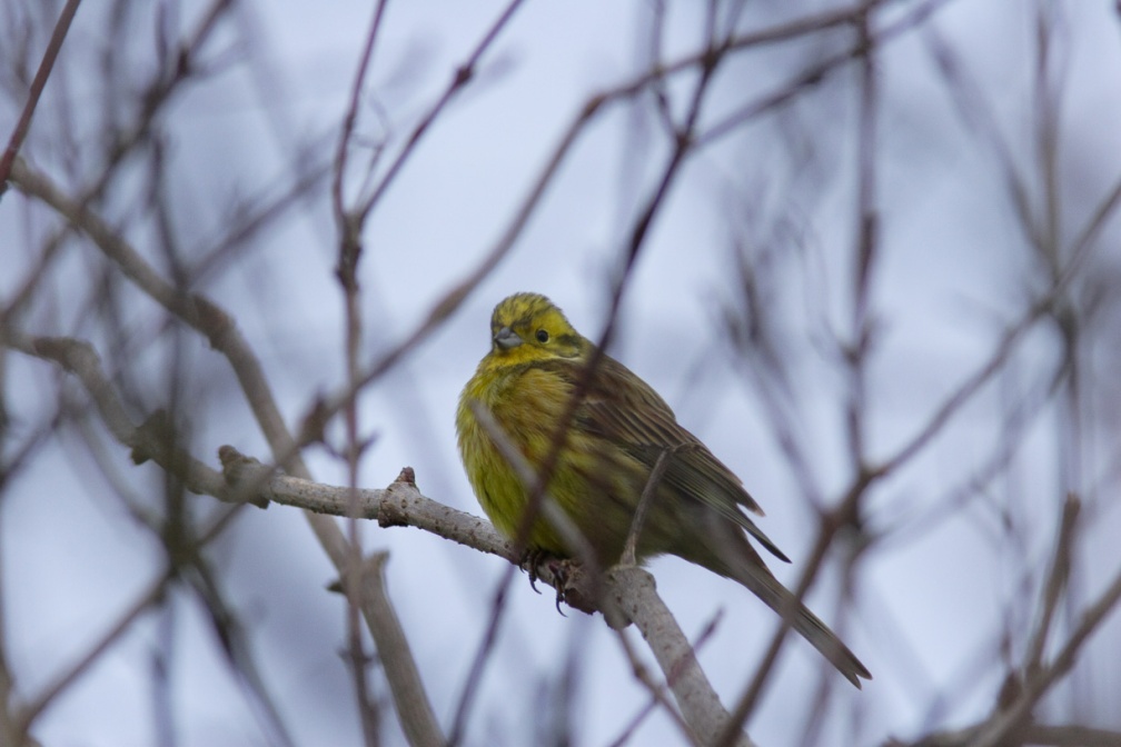 emberiza-citrinella-switzerland-F70D34C1-4734-11DC-8E52-000A95CA2156.jpg