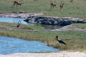 Ephippiorhynchus senegalensis (Jabiru d'Afrique)
