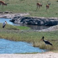 ephippiorhynchus-senegalensis-botswana-D38733D3-1E01-4293-9BD1-F27E7D2D8C85.jpg