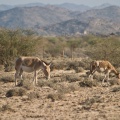 equus-hemionus-saudi-arabia-7104BCA8-4AB6-11DC-AA40-000A95CA2156.jpg