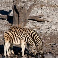 equus-quagga-namibia-7D87C8ED-7CF7-434A-9A0F-7492BE2A9480.jpg