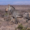 equus-zebra-south-africa-0C95F1FE-A5FC-454E-B7F8-78E0DED17CC7.jpg