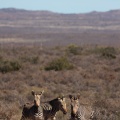 equus-zebra-south-africa-2F4667B6-FFCF-41CE-9EC3-8B92F6A50C6B.jpg
