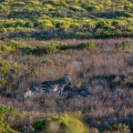 equus-zebra-south-africa-5405F8C9-2BD6-4AD8-BABF-0760A9A99FA9.jpg