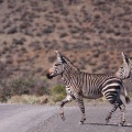 equus-zebra-south-africa-9898687B-5B63-4FF7-9449-7473FF1AC1B6.jpg