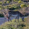 equus-zebra-south-africa-D01FCD34-ECE5-436D-A7E7-EA70F34BEC04.jpg