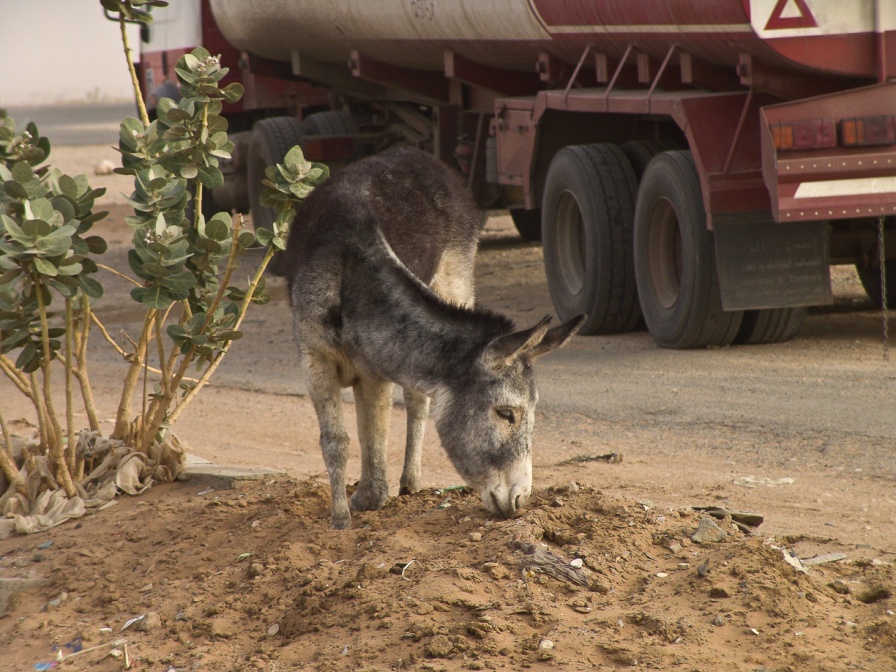 equuus-asinus-saudi-arabia-6EE13F68-4ABC-11DC-AA40-000A95CA2156.jpg