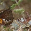 erebia-euryale-italy-733280DE-4D66-11DC-8A96-000A95CA2156.jpg