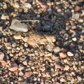 eremiaphila-baueri-saudi-arabia-71562A48-4AB6-11DC-AA40-000A95CA2156.jpg