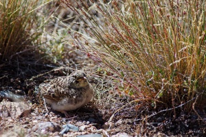 Eremophila alpestris (Alouette hausse-col)