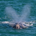 eubalaena-australis-south-africa-1B8A6C1D-321E-4451-BAC4-800988D4EE02.jpg