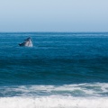 eubalaena-australis-south-africa-640FF69F-7417-4A12-981B-277C365020ED.jpg